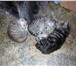 Проводится предварительная запись на покупку котят, Одна кошечка скоттиш-фолд, два мальчика и одна 69720  фото в Перми