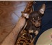 Foto в Домашние животные Вязка собак Предлагается для вязки молодой темпераментный в Москве 4 000