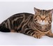 Изображение в Домашние животные Вязка Шотландский прямоухий кот окраса черный мрамор в Москве 3 000