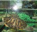 Foto в Домашние животные Другие животные Отдам в добрые руки 2-х красноухих черепах,самец в Ярославле 0