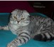 Фотография в Домашние животные Вязка Великолепный котяра красив как снежный барс в Екатеринбурге 2 500