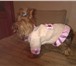 Foto в Домашние животные Товары для животных Одежда для собак. Также индивидуально,для в Туле 350