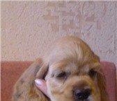 Продается щенок американского кокер спаниеля, мальчику 2 месяца, окрас палевый, с документами, роди 64989  фото в Тольятти
