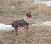 Фотография в Домашние животные Вязка собак Русский той-терьер.Цвет черно-подпалый.Кобель.Имя в Одессе 0
