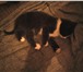 Foto в Домашние животные Отдам даром черный котенок с белыми усами и бровями, в Барнауле 0
