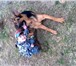 Фотография в Домашние животные Вязка собак Ищет подружку немецкую подружку в Чебоксарах 0