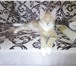 Котята породы Мейн-кун 2216252 Мейн-кун фото в Перми