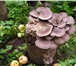 Фотография в Домашние животные Растения Начать домашнее грибоводство можно с непритязательной в Ростове-на-Дону 1 620