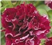 Foto в Домашние животные Растения Продам семена крупноцветковой махровой петунии в Краснодаре 0