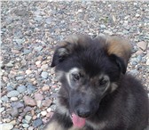 Foto в Домашние животные Отдам даром Отдам в хорошие руки отличного, умного щенка в Красноярске 0
