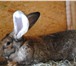 Изображение в Домашние животные Другие животные Продам кроликов великанов(бельгийский фландр,французский в Новосибирске 1 000