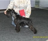 Изображение в Домашние животные Потерянные Потерялась собака породы цвергшнауцер черного в Новосибирске 0