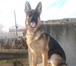 Фото в Домашние животные Вязка собак Молодой, чистокровный кобель с документами в Омске 5 000