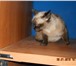 Изображение в Домашние животные Отдам даром Найдена сиамская кошечка, в районе ВРЗ. Возраст в Барнауле 0