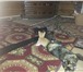 Фотография в Домашние животные Отдам даром Отдам в добрые руки котят, возраст один месяц, в Томске 0