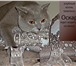 Фотография в Домашние животные Вязка Титулованный клубный котик, шотландский страйт в Зеленоград 3 000