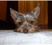 Изображение в Домашние животные Вязка собак Молоденькая девочка йорк, вес 2200 ищет жениха в Воркута 5 000