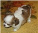 Предлагаем замечательных , породных щеночков Чихуахуа,  Четыре длинношерстных Мини мальчика , окрасы 67190  фото в Москве