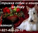 Изображение в Домашние животные Стрижка собак Профессиональная стрижка собак и кошек любых в Санкт-Петербурге 1 500