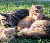 Фотография в Домашние животные Отдам даром Отдадим в добрые руки прелестных котят!Наследники в Тюмени 0