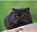 Foto в Help! Потери Внимание! Потерялся кот британской породы в Красноярске 500