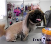Фото в Домашние животные Стрижка собак Наш салон предоставляет весь спектр услуг в Перми 0