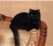Изображение в Домашние животные Вязка Черная - причерная, волшебная кошка, ищет в Улан-Удэ 0