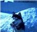 Изображение в Домашние животные Вязка собак нужна девочка хаски для голубоглазого мальчика, в Челябинске 0