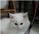 Продается сибирский белый котик мальчик.