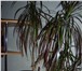 Foto в Домашние животные Растения Комнатные растения в керамических горшках, в Нижнекамске 290
