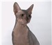 Фотография в Домашние животные Вязка Очень ласковый и опытный кот, носитель колорного в Челябинске 3 000
