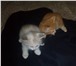Фотография в Домашние животные Отдам даром Отдам двух котят . Первый мальчик(цвет рыжий) в Тольятти 0