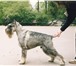 Изображение в Домашние животные Стрижка собак Профессиональный тримминг и стрижка собак. в Рязани 0