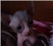 Котята канадского сфинкса 1338443 Канадский сфинкс фото в Великом Новгороде