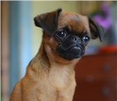 Малый брабансон 2085400 Мопс фото в Краснодаре