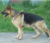 Foto в Домашние животные Вязка собак Молодой и очень симпатичный кобель немецкой в Костроме 0