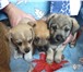 Фото в  Отдам даром-приму в дар Три щенка (кобели) ждут с нетерпением своего в Красноярске 0