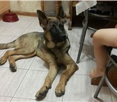 Отдам в добрые руки щенка немецкой овчарки, 2224335 Немецкая овчарка фото в Ростове-на-Дону