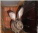 Фото в Домашние животные Другие животные Кролики породы &quot;великан&quot; самки в Тольятти 1 000