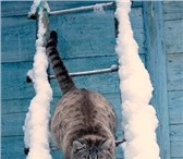 Foto в Домашние животные Выставки кошек ВЫСТАВКА КОШЕК 26-27 МАРТА В ЛЕГКОАТЛЕТИЧЕСКОМ в Хабаровске 0