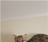 Азиатско-леопардовый кот 4985263 Азиатская короткошерстная фото в Москве