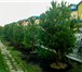 Фотография в Строительство и ремонт Ландшафтный дизайн Сосна вечнозеленое хвойное дерево в среднем в Красноярске 500