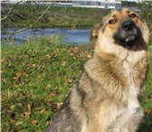 Молодая собака в ответственные руки 154661  фото в Петрозаводске