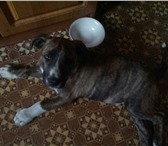 Foto в Домашние животные Найденные Вчера утром 28.05.14 был найден щенок! Мальчик. в Ярославле 0