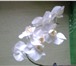 Фото в Домашние животные Растения Продам Архидею (Фаленопсис), Азалию в Уфе 500