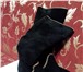 Фотография в Одежда и обувь Женская обувь сапоги женские, новые, фирмы Vitacci полностью в Нальчике 3 700