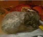 Продаю очаровательную Персидскую кошечку черепахового окраса, возраст 1, 5 года, Кошка привита, 69052  фото в Екатеринбурге