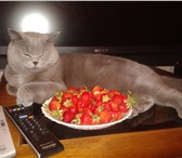 Изображение в Домашние животные Потерянные Потерян британский кот. Увет серый. В районе в Москве 2 000