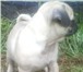 Продается щенок мопса, очаровательная, высокопородная девочка, бежевого окраса, д, р,  01, 08,  20 64905  фото в Москве