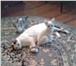 Фотография в Домашние животные Отдам даром Ласковые котик и кошечка отдаются в добрые в Кемерово 0
